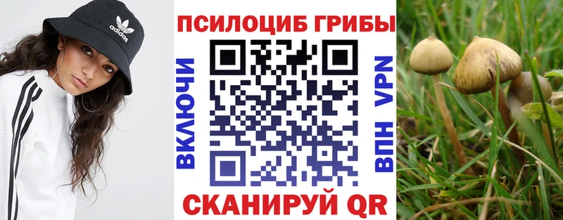 Галлюциногенные грибы Psilocybine cubensis  Купить закладки  Невель 